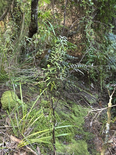 Leionema nudum