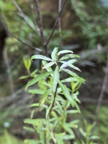 Leionema nudum, photograph 2