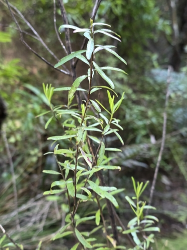Leionema nudum, photograph 3