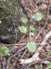 Nothofagus truncata, photograph author not stated, no rights reserved