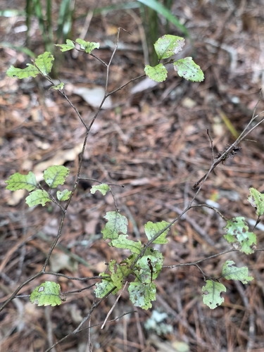 Nothofagus truncata, photograph 2