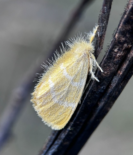 Yellow Tussock