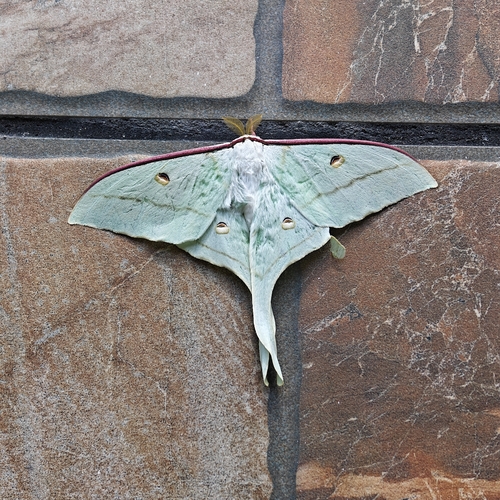 Chinese Moon Moth