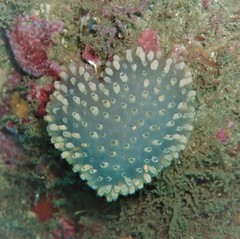 Polycitor giganteus