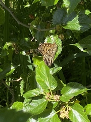 Neope goschkevitschii