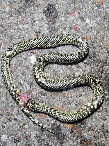 Speckled Kingsnake