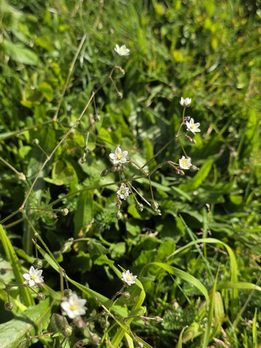 Spergula arvensis, photograph 6