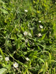 Spergula arvensis, photograph author not stated, no rights reserved