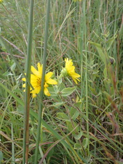 Silphium integrifolium, photograph (c) Cecil Smith, some rights reserved (CC BY)