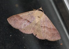 Ophyx eurrhoa