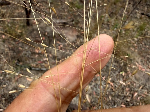 Eriachne pallescens observed 2026-09-12