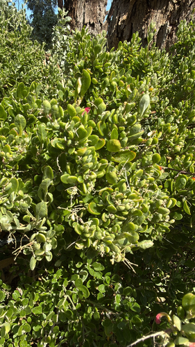 Seaberry Saltbush