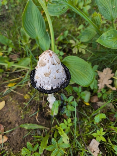 Shaggy Mane