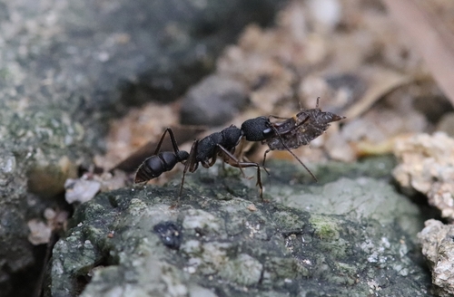 Giant Jumping Ant