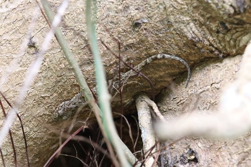 Chinese Narrow-disked Gecko