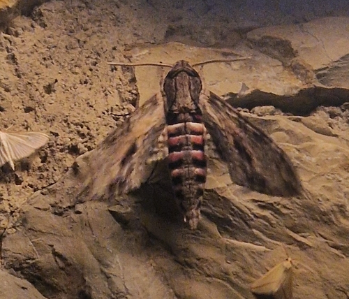 Convolvulus Hawkmoth
