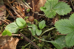 Strobilurus tenacellus