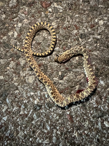 Gopher Snake