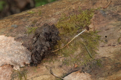 Strobilurus tenacellus