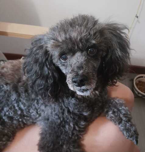 Domestic Dog