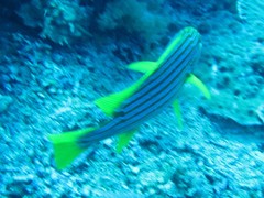 Blackspotted Sweetlips