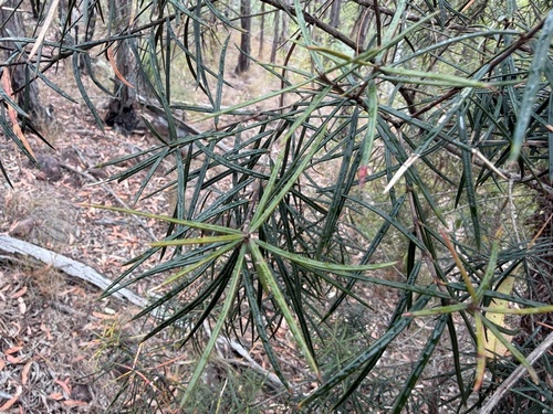 Lysicarpus angustifolius observed 2026-09-12