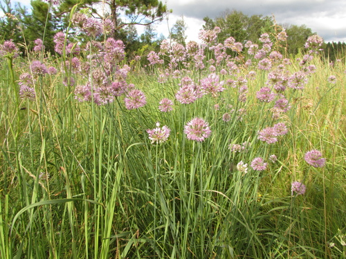 Allium senescens iNat (3)