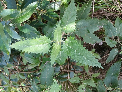 Urtica ferox, photograph 6
