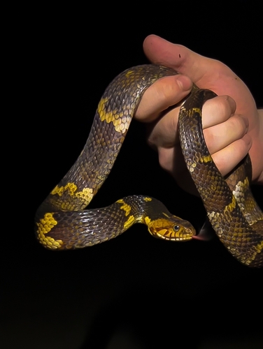 Broad-banded Watersnake