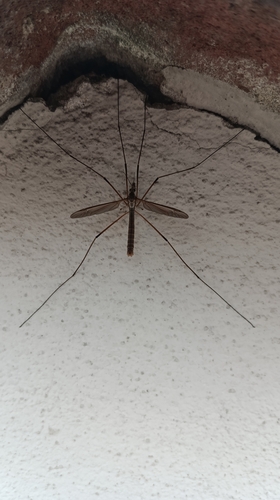 European Crane Fly