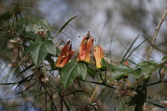 Passiflora herbertiana