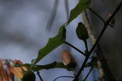 (c) Sofia Zvolanek, some rights reserved (CC BY) Passiflora herbertiana, photograph (c) Sofia Zvolanek, some rights reserved (CC BY)