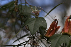 (c) Sofia Zvolanek, some rights reserved (CC BY) Passiflora herbertiana, photograph (c) Sofia Zvolanek, some rights reserved (CC BY)