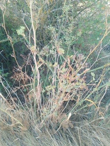 fennel