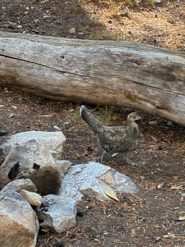 iNaturalist observation photo of Sooty Grouse