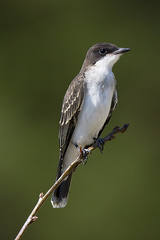 Eastern Kingbird photo 6