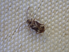 Ptinomorphus imperialis