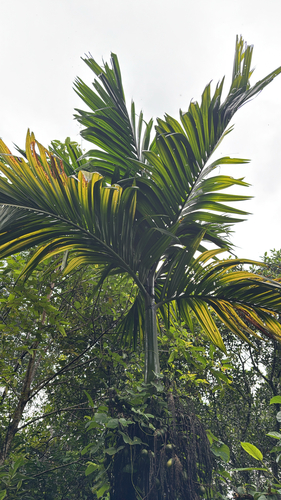 Areca catechu observed 2026-09-12