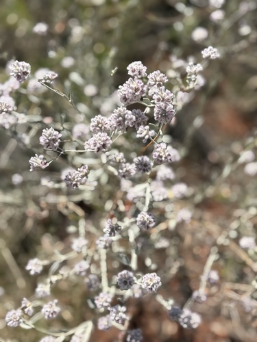 cotton bush