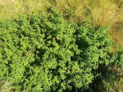 Cedronella canariensis