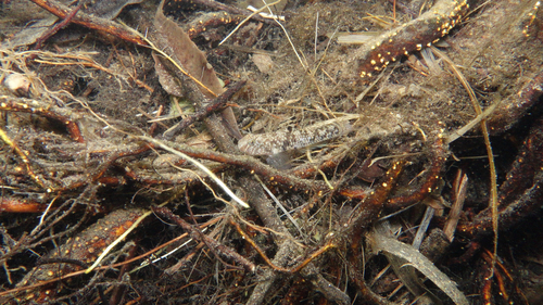 Redigobius observed 2026-09-11