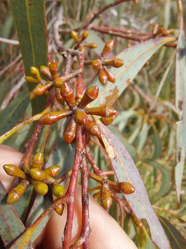 Eucalyptus mannifera observed 2026-09-10