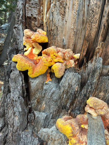 iNaturalist observation photo of Conifer Chicken of the Woods