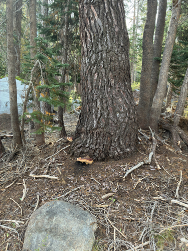 iNaturalist observation photo of Northern Red Belt