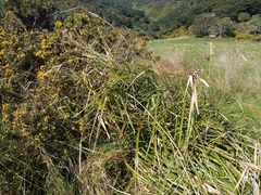 Cyperus ustulatus