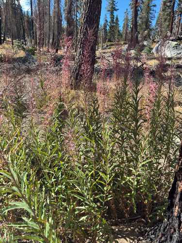 iNaturalist observation photo of fireweed