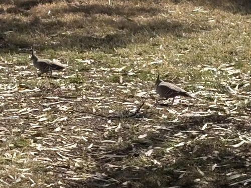 Crested Pigeon