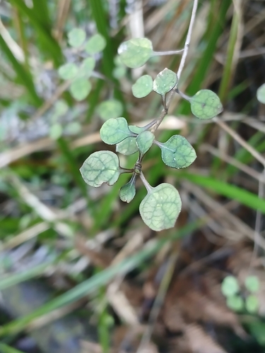 Coprosma tenuicaulis, photograph 4