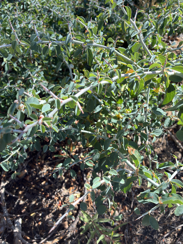 iNaturalist observation photo of mountain whitethorn