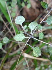 (c) Leon Perrie, some rights reserved (CC BY) Coprosma tenuicaulis, photograph (c) Leon Perrie, some rights reserved (CC BY)